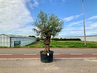 Olijfboom (olea europaea lessini) - afbeelding 1 van  1