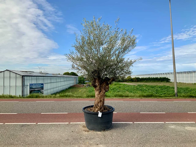 Olijfboom (olea europaea lessini) - afbeelding 1 van  1