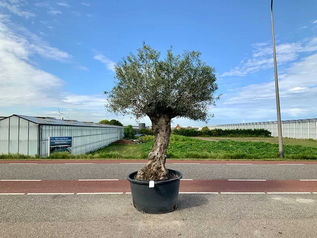 Olijfboom (olea europaea lessini) - afbeelding 1 van  1