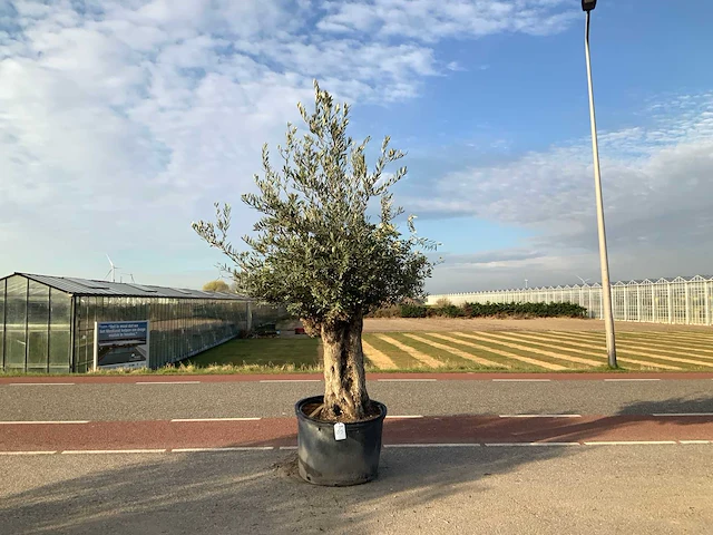 Olijfboom (olea europaea lessini) - afbeelding 1 van  1