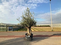 Olijfboom (olea europaea lessini) - afbeelding 1 van  1
