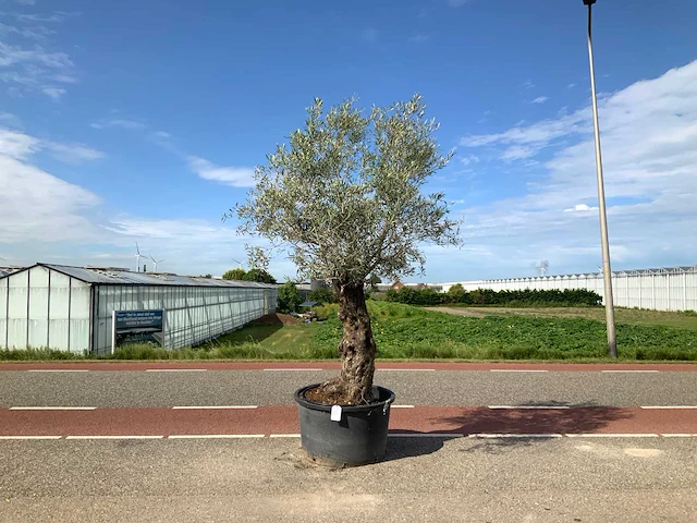 Olijfboom (olea europaea lessini) - afbeelding 1 van  1