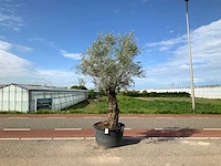 Olijfboom (olea europaea lessini) - afbeelding 1 van  1