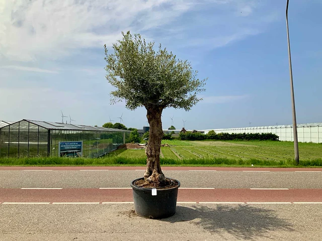 Olijfboom (olea europaea lessini) - afbeelding 1 van  1