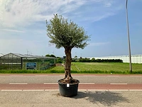 Olijfboom (olea europaea lessini) - afbeelding 1 van  1