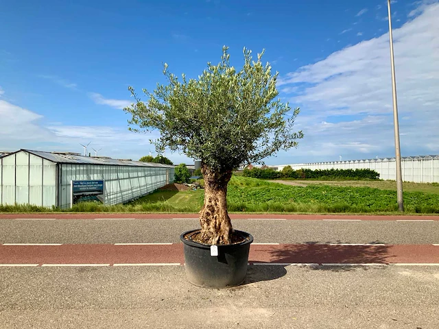 Olijfboom (olea europaea lessini) - afbeelding 1 van  1