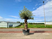 Olijfboom (olea europaea lessini) - afbeelding 1 van  1