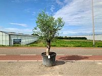 Olijfboom (olea europaea lessini) - afbeelding 1 van  1