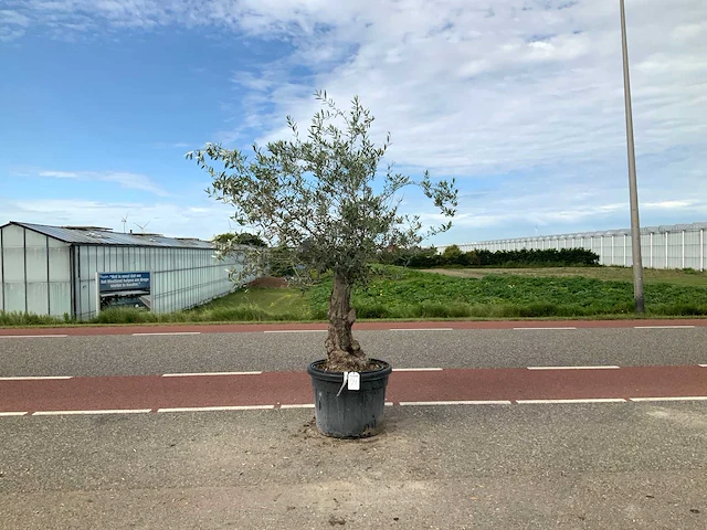 Olijfboom (olea europaea lessini) - afbeelding 1 van  1