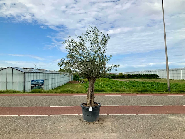 Olijfboom (olea europaea lessini) - afbeelding 1 van  1