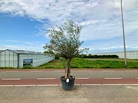Olijfboom (olea europaea lessini) - afbeelding 1 van  1