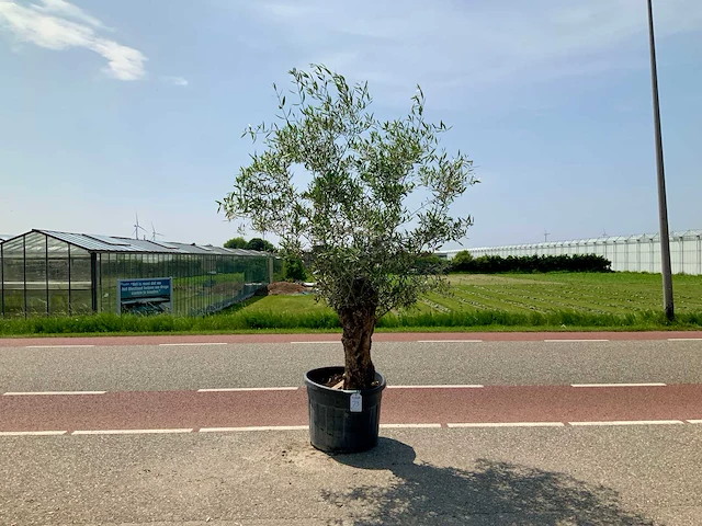 Olijfboom (olea europaea lessini) - afbeelding 1 van  1