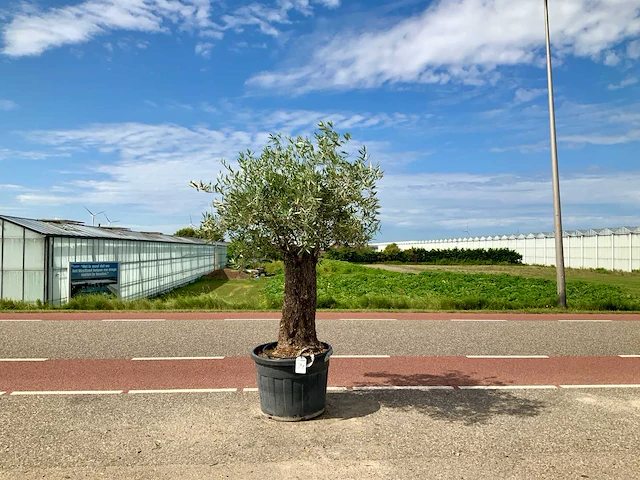 Olijfboom (olea europaea lessini) - afbeelding 1 van  1