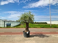 Olijfboom (olea europaea lessini) - afbeelding 1 van  1
