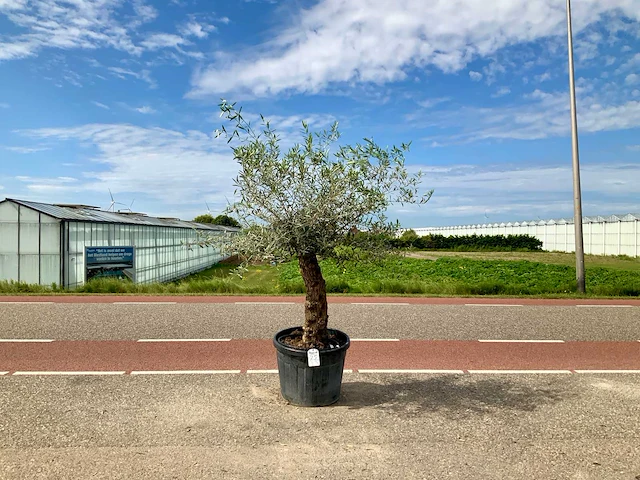 Olijfboom (olea europaea lessini) - afbeelding 1 van  1