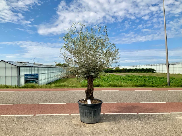Olijfboom (olea europaea lessini) - afbeelding 1 van  1