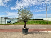 Olijfboom (olea europaea lessini) - afbeelding 1 van  1