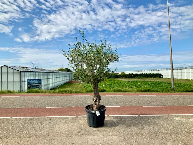 Olijfboom (olea europaea lessini) - afbeelding 1 van  1