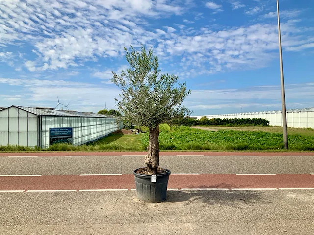 Olijfboom (olea europaea lessini) - afbeelding 1 van  1
