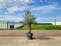 Olijfboom (olea europaea lessini) - afbeelding 1 van  1