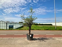 Olijfboom (olea europaea lessini) - afbeelding 1 van  1