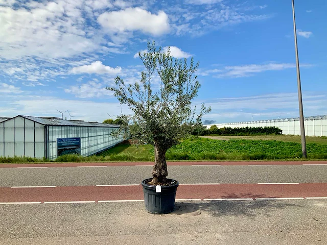 Olijfboom (olea europaea lessini) - afbeelding 1 van  1