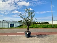 Olijfboom (olea europaea lessini) - afbeelding 1 van  1