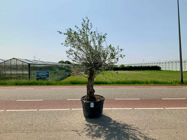 Olijfboom (olea europaea lessini) - afbeelding 1 van  1