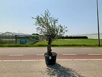 Olijfboom (olea europaea lessini) - afbeelding 1 van  1