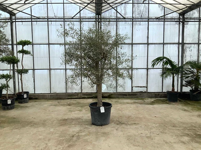 Olijfboom (olea europaea lessini) - afbeelding 1 van  1