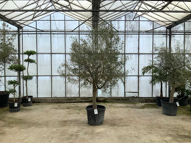 Olijfboom (olea europaea lessini) - afbeelding 1 van  1