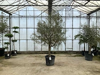 Olijfboom (olea europaea lessini) - afbeelding 1 van  1