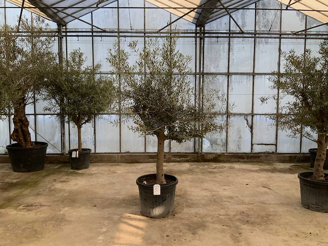 Olijfboom (olea europaea lessini) - afbeelding 1 van  1