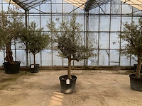 Olijfboom (olea europaea lessini) - afbeelding 1 van  1