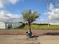 Olijfboom (olea europaea lessini) - afbeelding 1 van  1