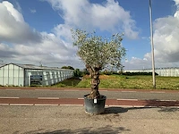 Olijfboom (olea europaea lessini) - afbeelding 1 van  1