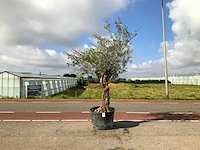Olijfboom (olea europaea lessini) - afbeelding 1 van  1
