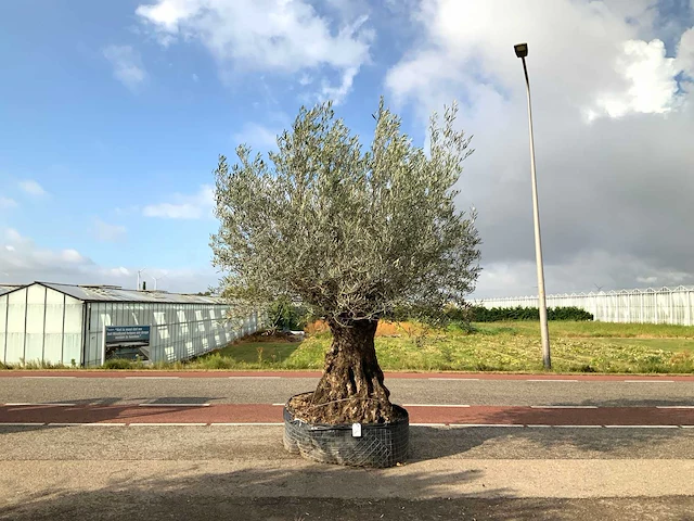 Olijfboom (olea europaea lessini) - afbeelding 1 van  1