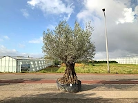 Olijfboom (olea europaea lessini) - afbeelding 1 van  1