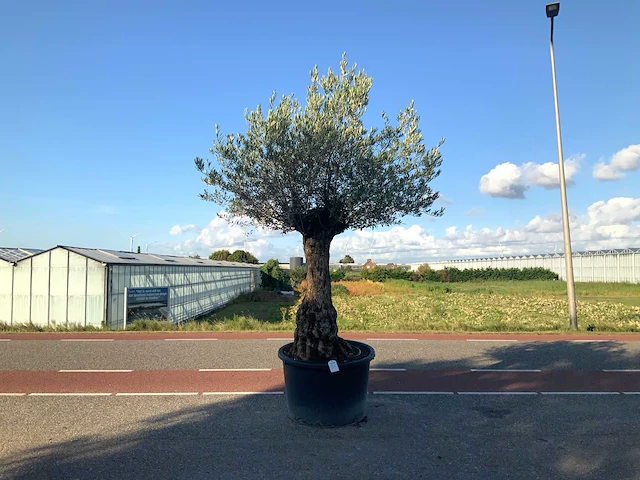 Olijfboom (olea europaea lessini) - afbeelding 1 van  1