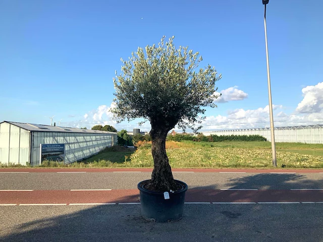 Olijfboom (olea europaea lessini) - afbeelding 1 van  1