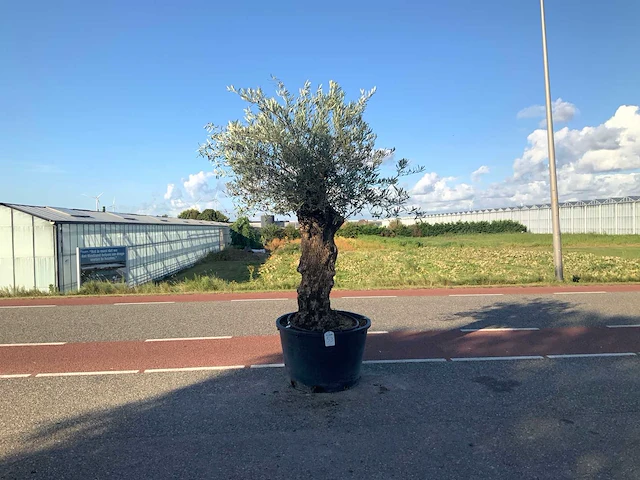 Olijfboom (olea europaea lessini) - afbeelding 1 van  1
