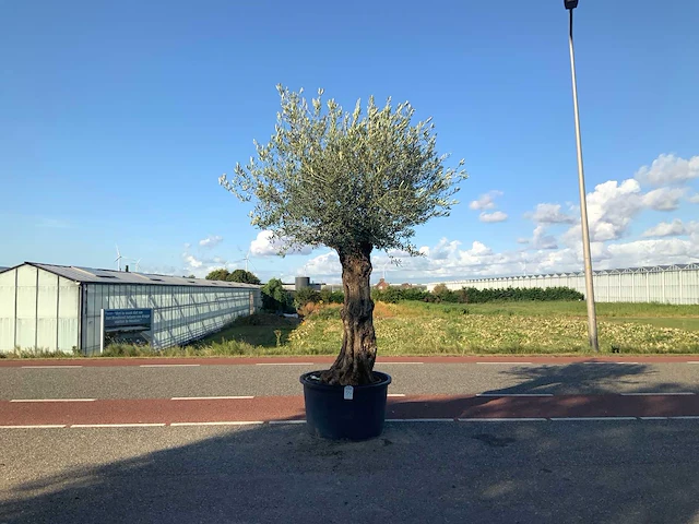Olijfboom (olea europaea lessini) - afbeelding 1 van  1