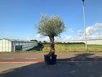 Olijfboom (olea europaea lessini) - afbeelding 1 van  1