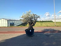 Olijfboom (olea europaea lessini) - afbeelding 1 van  1