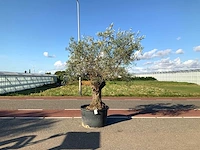 Olijfboom (olea europaea lessini) - afbeelding 1 van  1