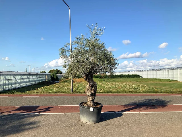 Olijfboom (olea europaea lessini) - afbeelding 1 van  1