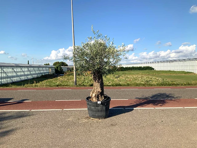 Olijfboom (olea europaea lessini) - afbeelding 1 van  1