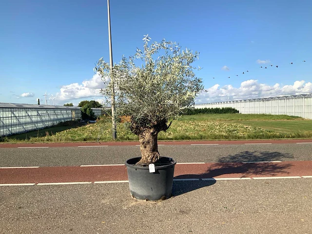 Olijfboom (olea europaea lessini) - afbeelding 1 van  1