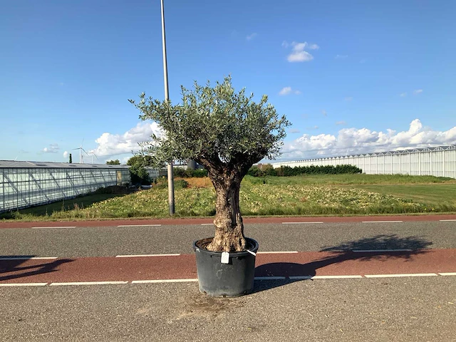 Olijfboom (olea europaea lessini) - afbeelding 1 van  1